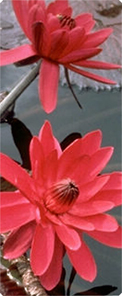 Water Lily Red